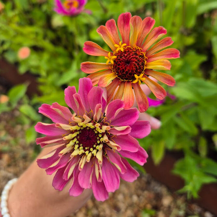 Valencia Lane Flowers